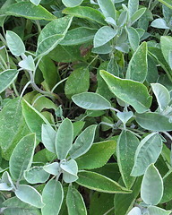 Image showing Oregano