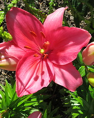 Image showing Lily