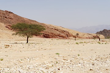 Image showing Row of acacia trees in the desert canyon near Eilat, Israel