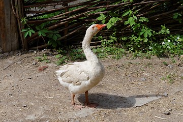 Image showing White goose in the farmyard near  the lath fence 