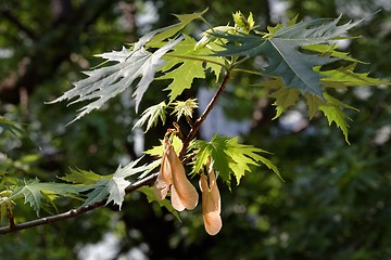 Image showing Spring branch of a maple tree with several samaras hanging down