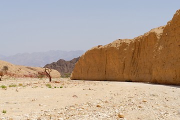 Image showing Acacia tree trunk in the desert near Eilat, Israel