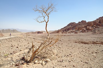 Image showing Dry acacia tree in the desert