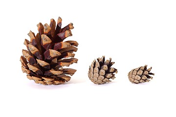 Image showing Three pine tree cones of various size isolated on white background