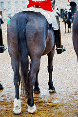 Image showing in london england horse and cavalry for    the queen