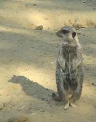 Image showing suricate