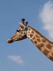 Image showing Giraffe