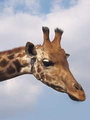 Image showing Giraffe