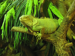 Image showing iguana