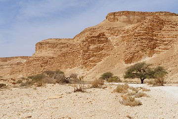 Image showing Acacia trees at the bottom of the desert valley under the striped mountains