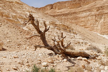 Image showing Dry tree in the desert