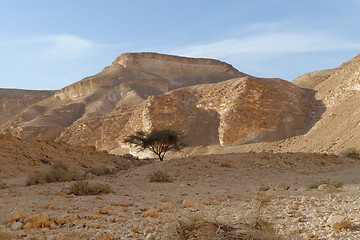 Image showing Acacia tree under the hill in the rocky desert at sunset