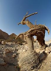 Image showing Dry tree in the desert in the shape of a walking man with horns