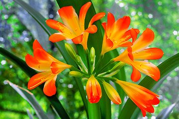 Image showing Blooming Amaryllis against the window to the garden.