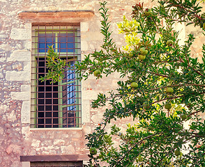 Image showing Pomegranate tree in front of the facade of the old building.