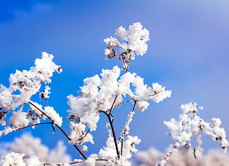 Image showing Hoarfrost on the branch of bush as a cluster on a background sky