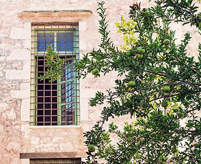 Image showing Pomegranate tree in front of the facade of the old building.