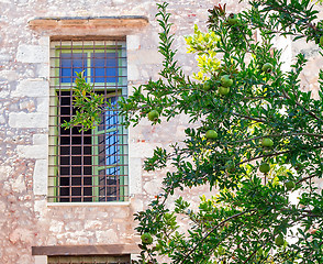 Image showing Pomegranate tree in front of the facade of the old building.