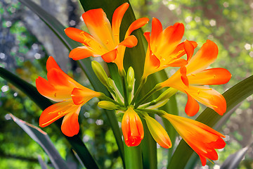 Image showing Blooming Amaryllis against the window to the garden.