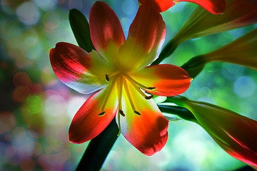 Image showing Blooming Amaryllis against the window to the garden.