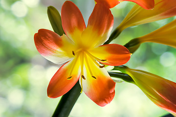 Image showing Blooming Amaryllis against the window to the garden.