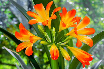 Image showing Blooming Amaryllis against the window to the garden.