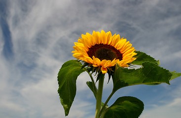 Image showing sunflower agains cloudy sky