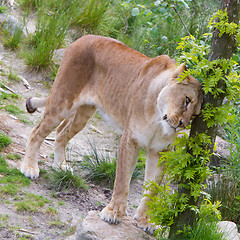 Image showing Large lioness in green environment