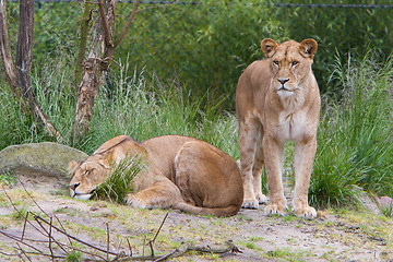 Image showing Large lioness in green environment