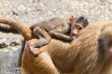 Image showing Female baboon with a young baboon