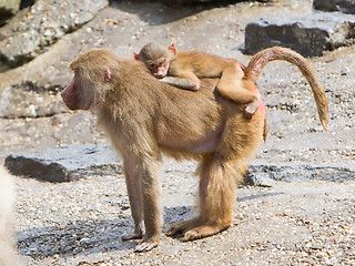 Image showing Female baboon with a young baboon