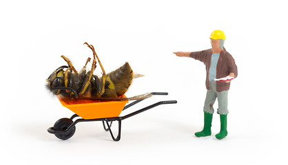 Image showing Dead wasp in a miniature wheelbarrow