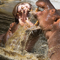 Image showing Two fighting hippos (Hippopotamus amphibius)