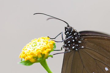 Image showing Butterfly resting (Euploea core)