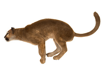 Image showing Big Cat Puma