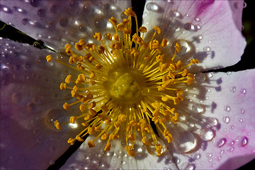 Image showing macro close up flowering     pink rosa canina