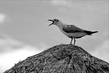 Image showing screaming sea gull 