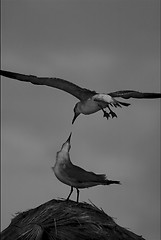 Image showing   sea gull flying  