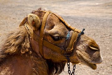 Image showing africa brown dromedary bite volcanic lanzarote spain