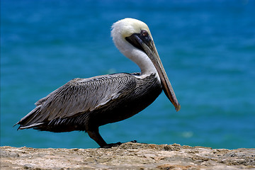 Image showing   white black pelican whit black eye 