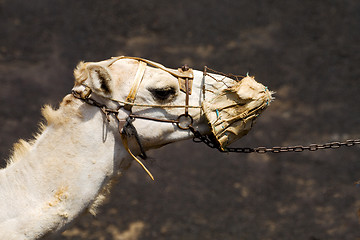 Image showing africa brown dromedary   timanfaya lanzarote spain