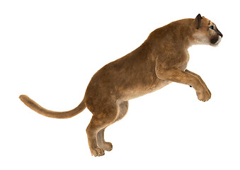 Image showing Big Cat Puma