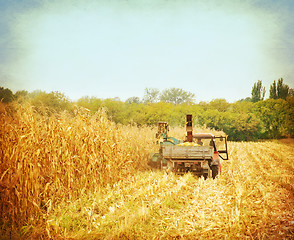 Image showing corn field