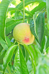 Image showing pear on tree