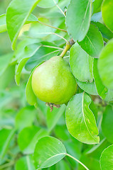 Image showing pear on tree