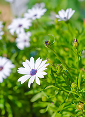 Image showing flowers