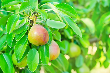 Image showing pear on tree