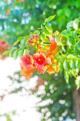 Image showing flowers