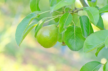 Image showing pear on tree