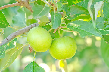 Image showing pear on tree